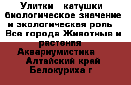 Улитки – катушки: биологическое значение и экологическая роль - Все города Животные и растения » Аквариумистика   . Алтайский край,Белокуриха г.